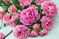 5 Seeds Garden Peony Paeonia lactiflora Hardy Perennial Flower