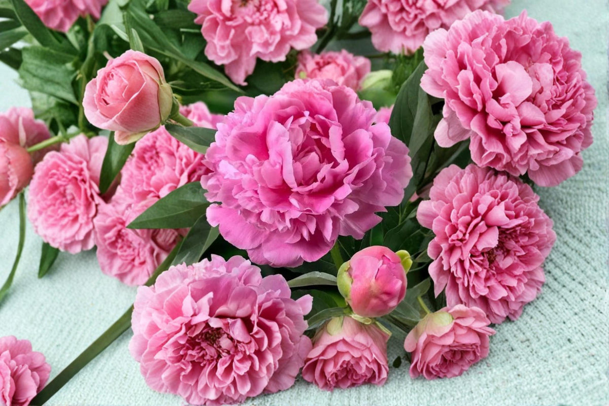 5 Seeds Garden Peony Paeonia lactiflora Hardy Perennial Flower