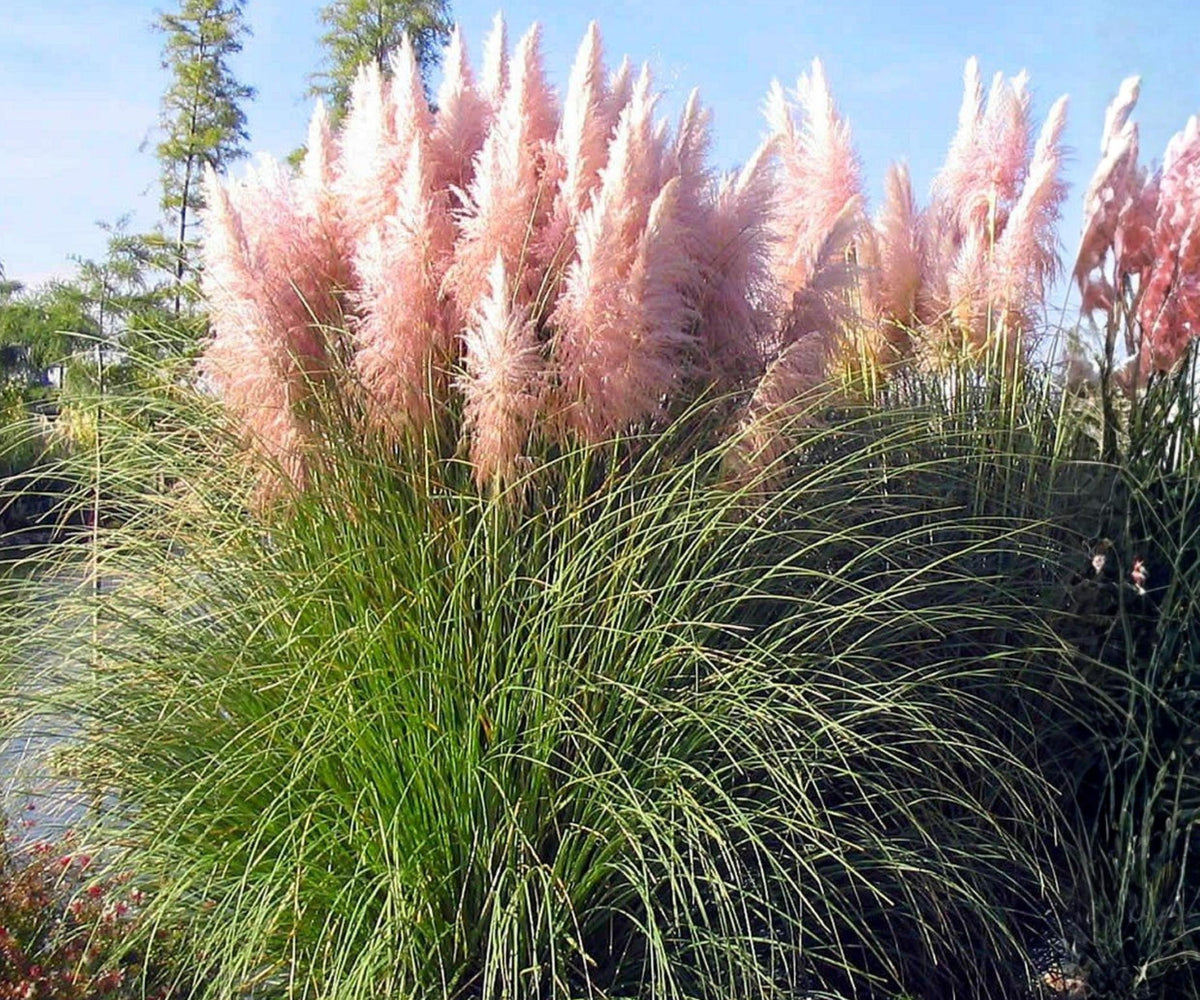 Pink Pampas Grass - 3 Plugs Live Ornamental Plant - Cortaderia Selloana Perennial
