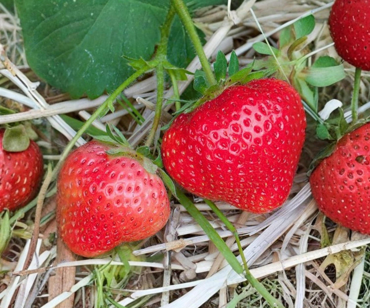 AC Wendy Strawberry Plants - 10 Bare Root June Bearing Fragaria Live Plants