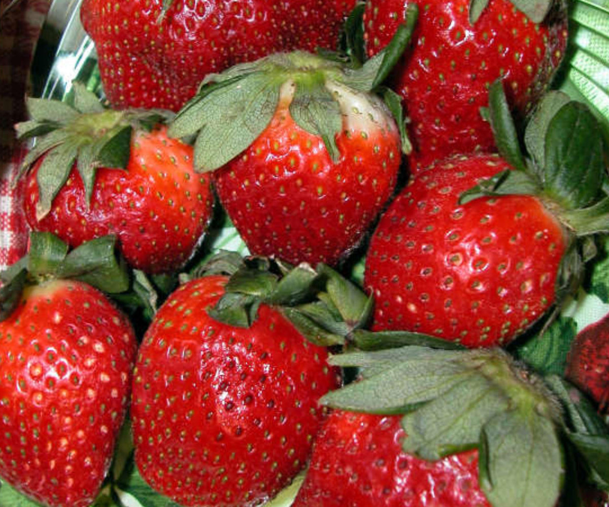 Ft Laramie Strawberry Everbearer - 10 Bare Root Live Plants for Sweet Fruit