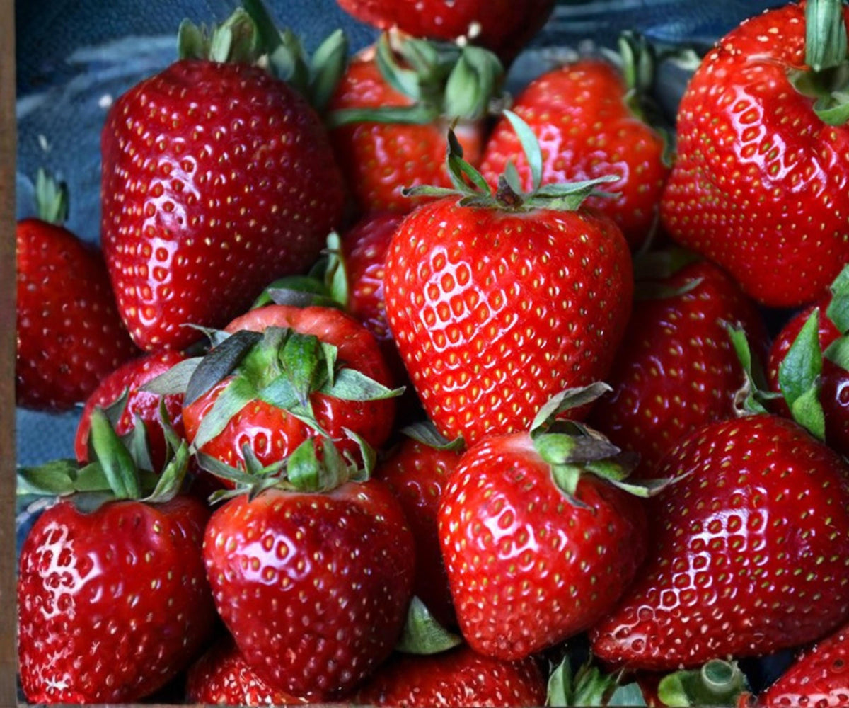 Albion Strawberry Plants - 10 Bare Root Live Plants - Day Neutral Sweet Fruit