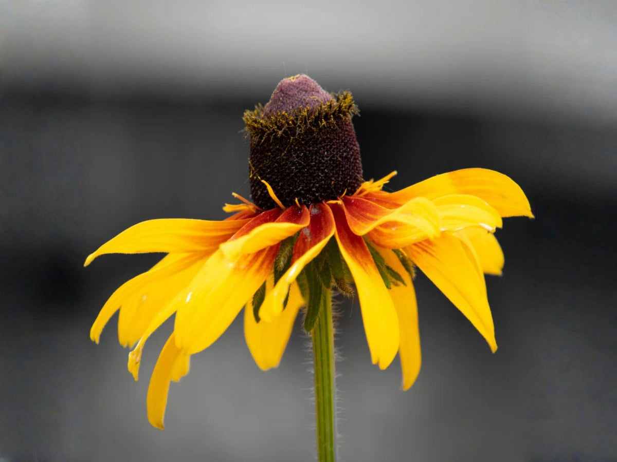 100 Clasping Coneflower Seeds | Heirloom Non-GMO Wildflower for Garden Planting