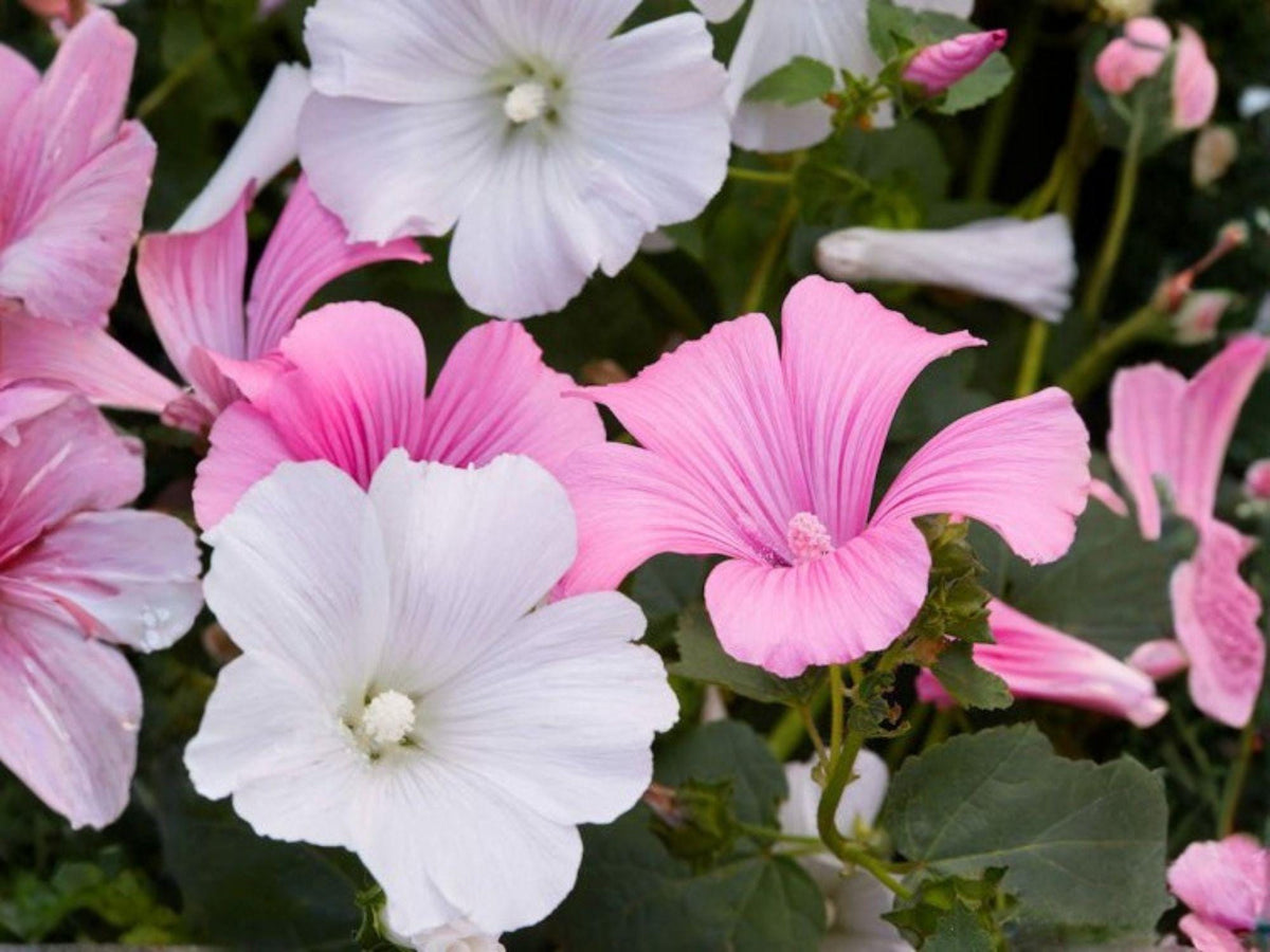 40 Dwarf White Rose Mallow Seeds | Heirloom Non-GMO Flower Garden Planting