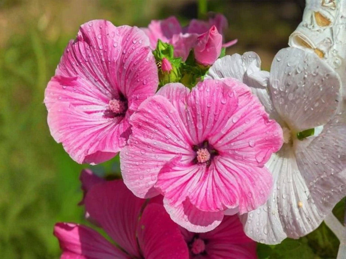 40 Dwarf Rose Mallow Mix Seeds | Heirloom Non-GMO Flower Garden Planting