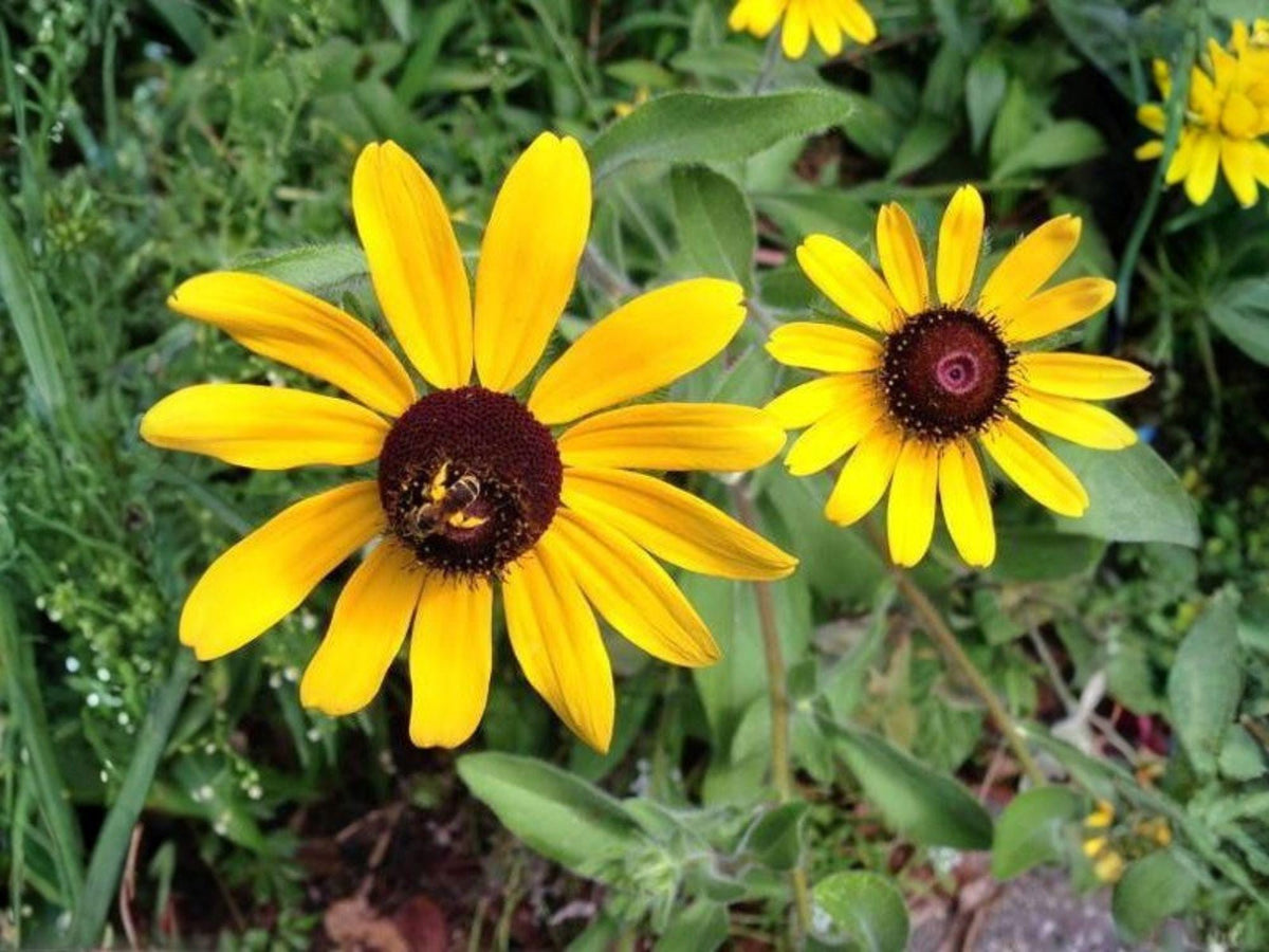 400 Black-Eyed Susan Seeds | Heirloom Non-GMO Wildflower for Garden Planting