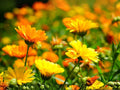 Calendula Pacific Beauty Seeds – 100 Heirloom Dark Yellow Flower Seeds for Planting