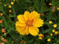 50 Dwarf Coreopsis Seeds | Heirloom Non-GMO Wildflower for Pollinator Gardens