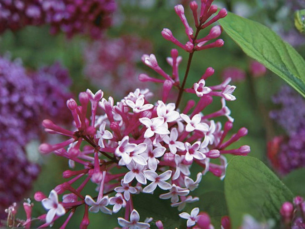 10 Littleleaf Lilac Seeds – Syringa microphylla Fragrant Heirloom Shrub