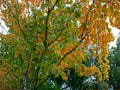 10 Green Barked Maple Tree Seeds | Heirloom Non-GMO Ornamental Garden Planting