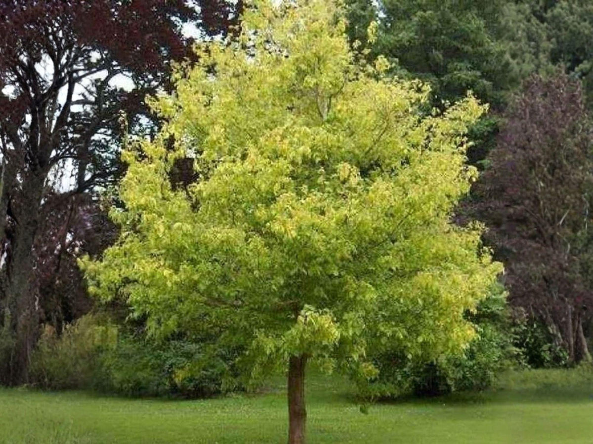 10 Boxelder Maple Seeds | Heirloom Non-GMO Manitoba Maple Tree for Planting