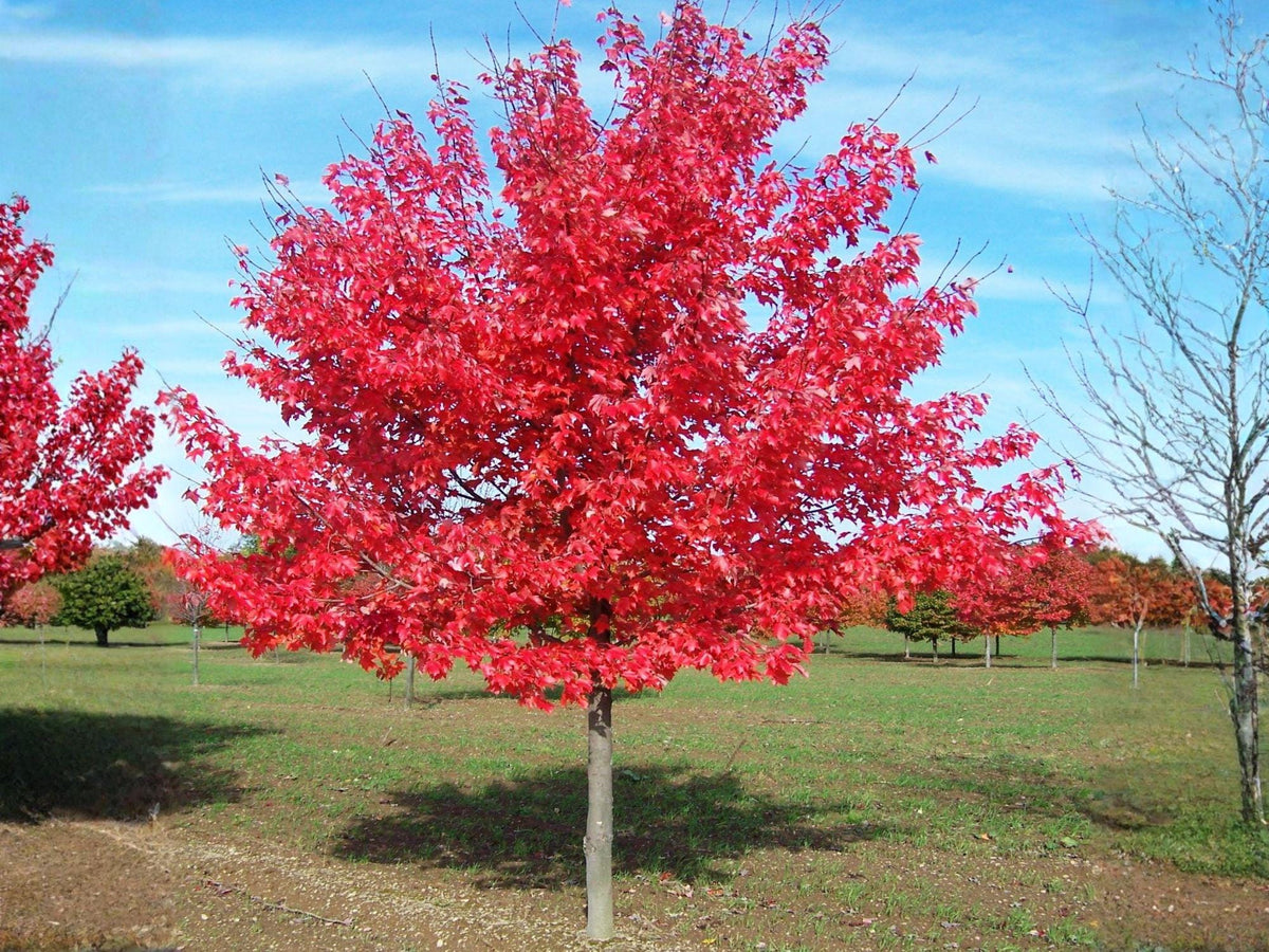 10 Red Maple Tree Seeds - Heirloom Non-GMO Ornamental Landscape Planting
