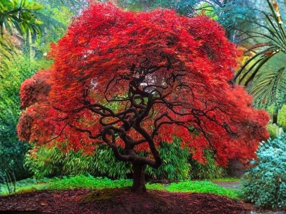 10 Amur Maple Tree Seeds – Acer ginnala Heirloom Non-GMO Ornamental