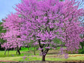 10 Giant Redbud Tree Seeds | Heirloom Non-GMO Ornamental Landscape Planting