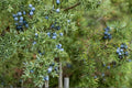 25 Seeds Common Juniper Juniperus communis Evergreen Shrub Hardy Ornamental