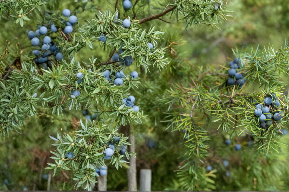 25 Seeds Common Juniper Juniperus communis Evergreen Shrub Hardy Ornamental