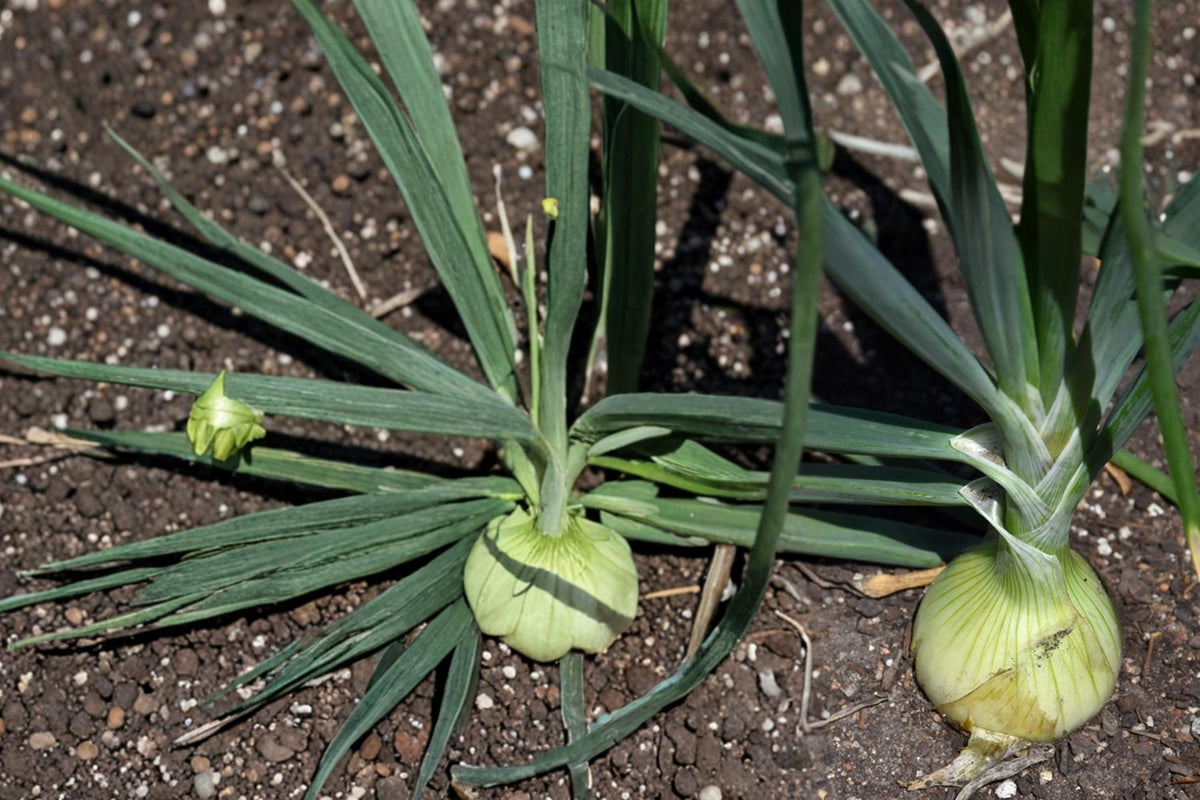 50 Seeds Walla Walla Onion Allium cepa Sweet Mild Heirloom Vegetable Garden