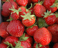 Seascape Strawberry Plants – 10 Bare Root Live Plants, Day Neutral Sweet Fruit