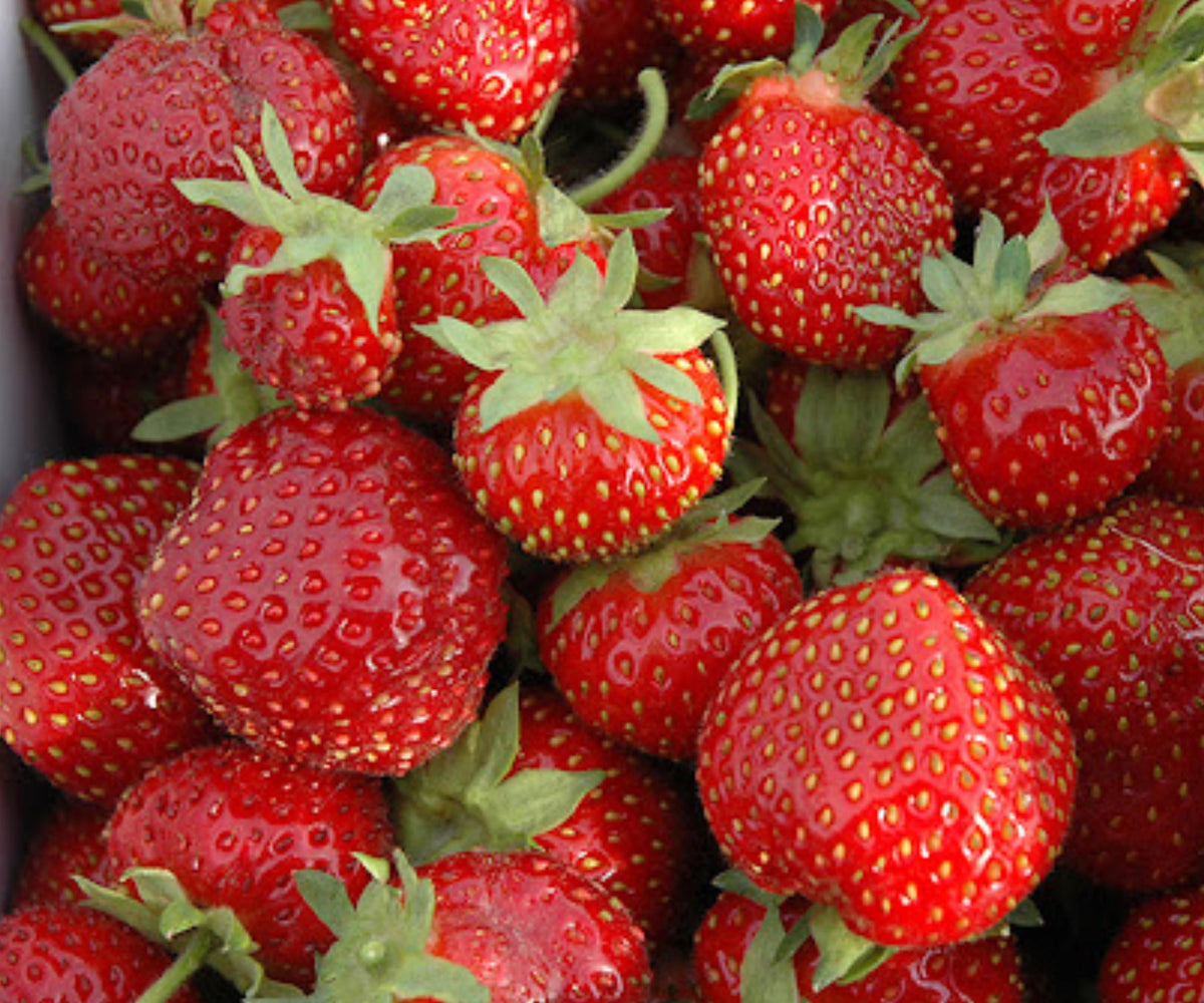Seascape Strawberry Plants – 10 Bare Root Live Plants, Day Neutral Sweet Fruit
