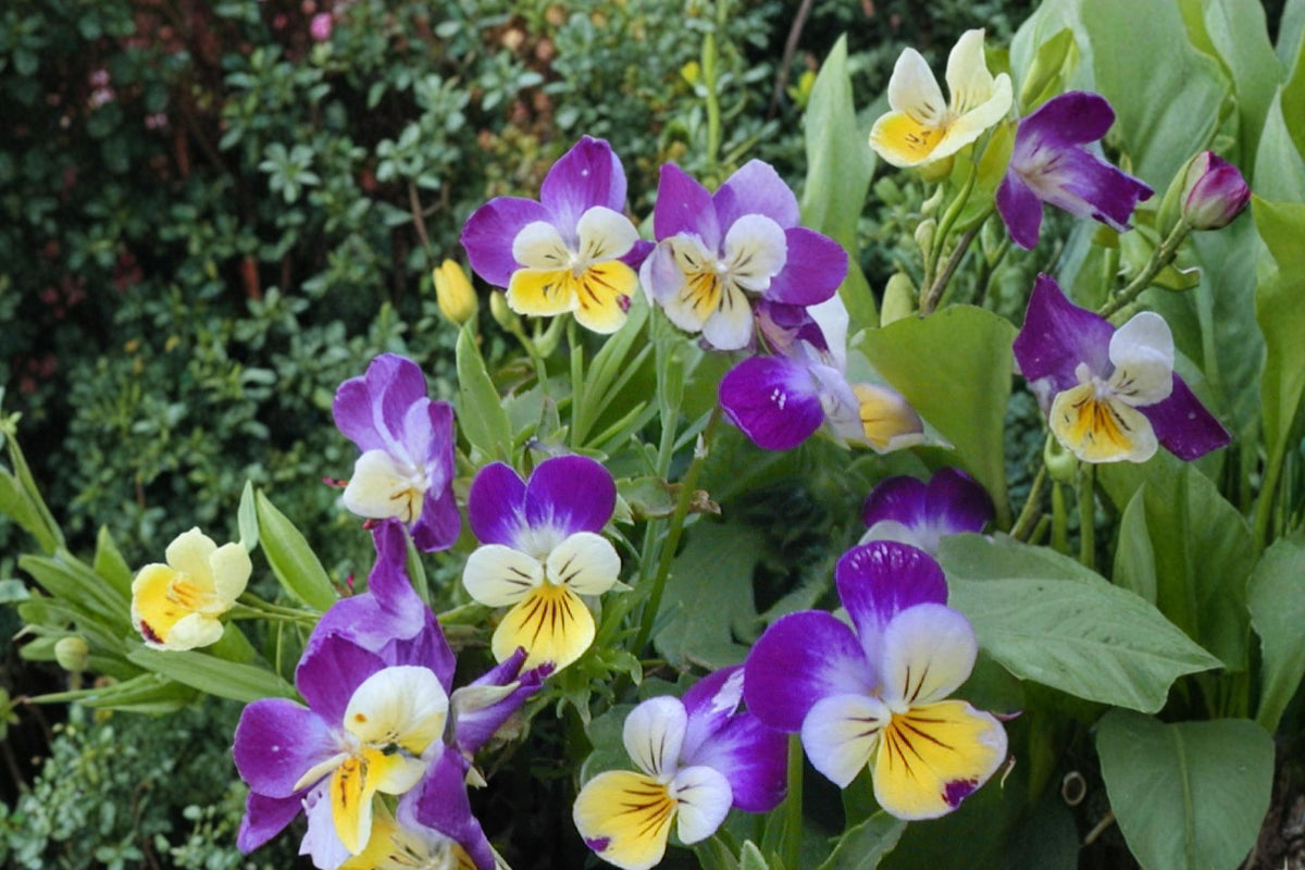 100 Seeds Johnny Jump Up Viola cornuta