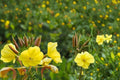 100 Seeds Evening Primrose Oenothera biennis Yellow Blooms Wildflower