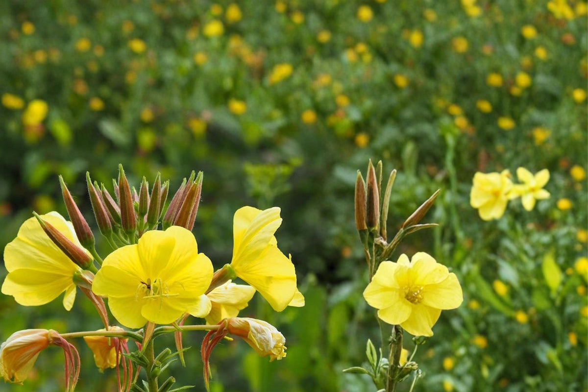 100 Seeds Evening Primrose Oenothera biennis Yellow Blooms Wildflower