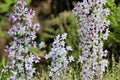 100 Seeds Heart-Leaved Aster Symphyotrichum cordifolium Native Perennial Wildflower