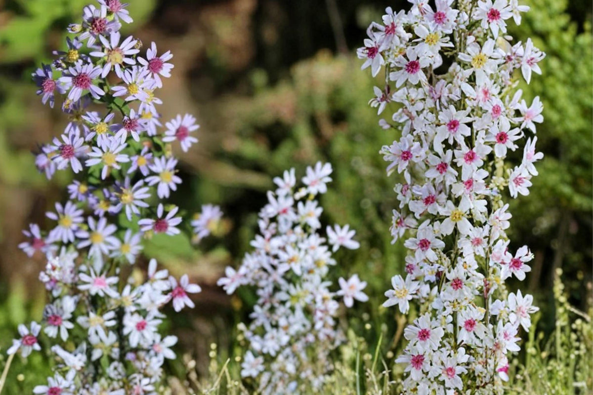 100 Seeds Heart-Leaved Aster Symphyotrichum cordifolium Native Perennial Wildflower