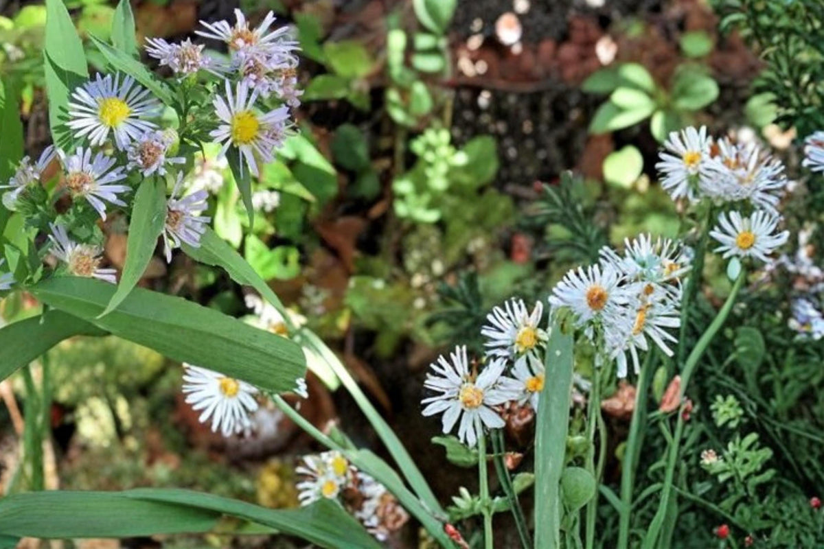 100 Seeds Willow Aster Symphyotrichum praealtum Native Perennial Wildflower
