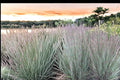 100 Seeds Little Bluestem Schizachyrium scoparium Native Ornamental Grass