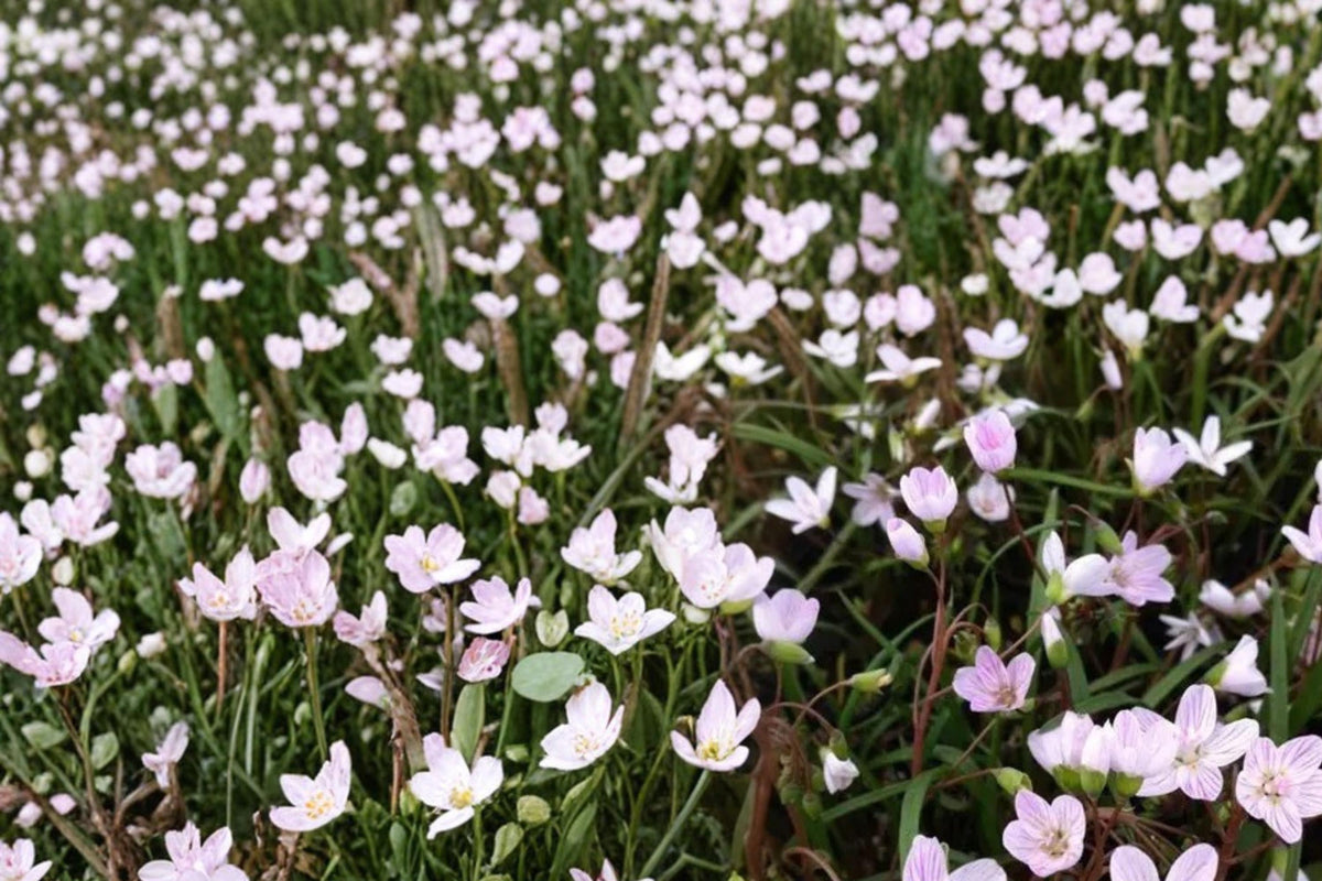 10 Seeds Spring Beauty Claytonia virginica