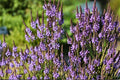 100 Seeds Blue Vervain Verbena hastata Native Wildflower Pollinator Friendly