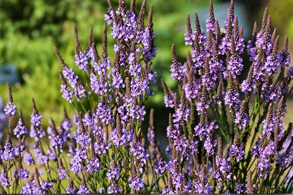 100 Seeds Blue Vervain Verbena hastata Native Wildflower Pollinator Friendly