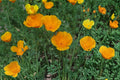 50 Seeds California Poppy Eschscholzia californica Golden Wildflower Annual Drought Tolerant Full Sun