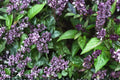 75 Seeds Cinnamon Basil Ocimum basilicum Herb Garden