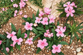 75 Seeds Oleander Nerium oleander Flowering Shrub