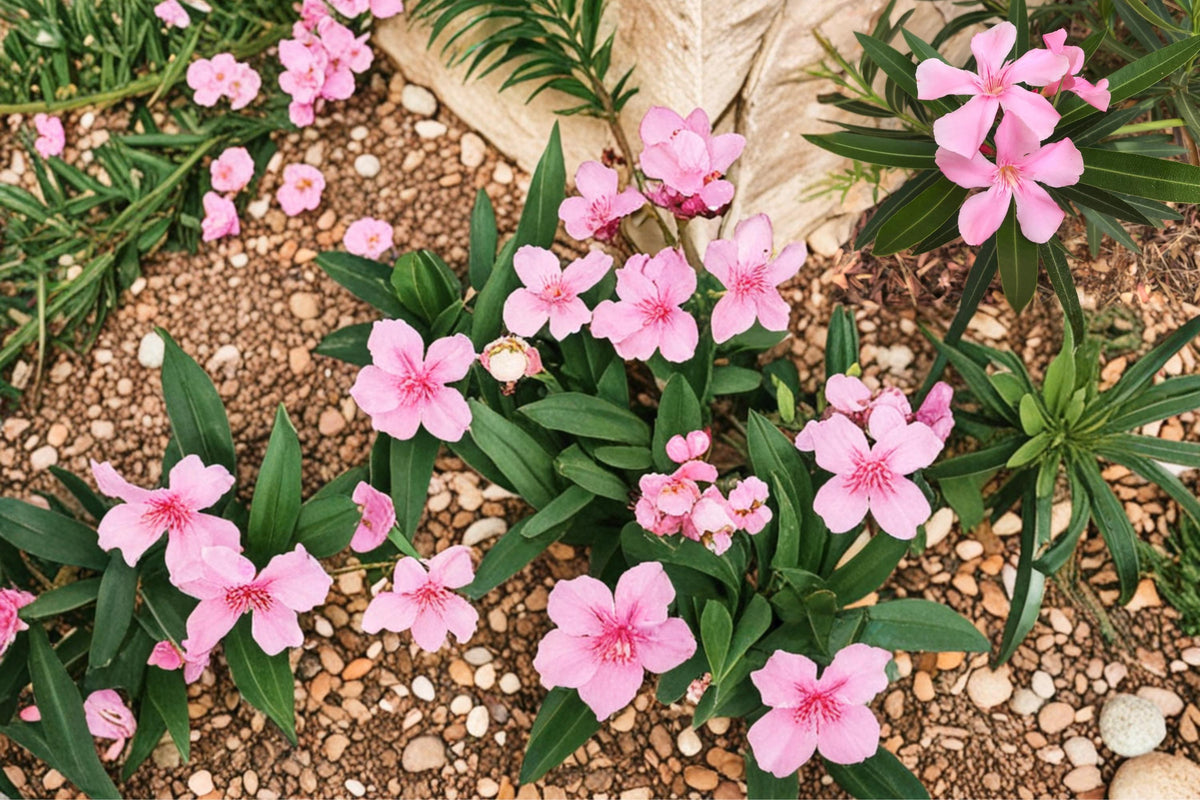 75 Seeds Oleander Nerium oleander Flowering Shrub