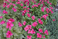 100 Seeds Madagascar Periwinkle Catharanthus roseus Ornamental Flower