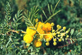 5 Seeds Babul Acacia Vachellia nilotica