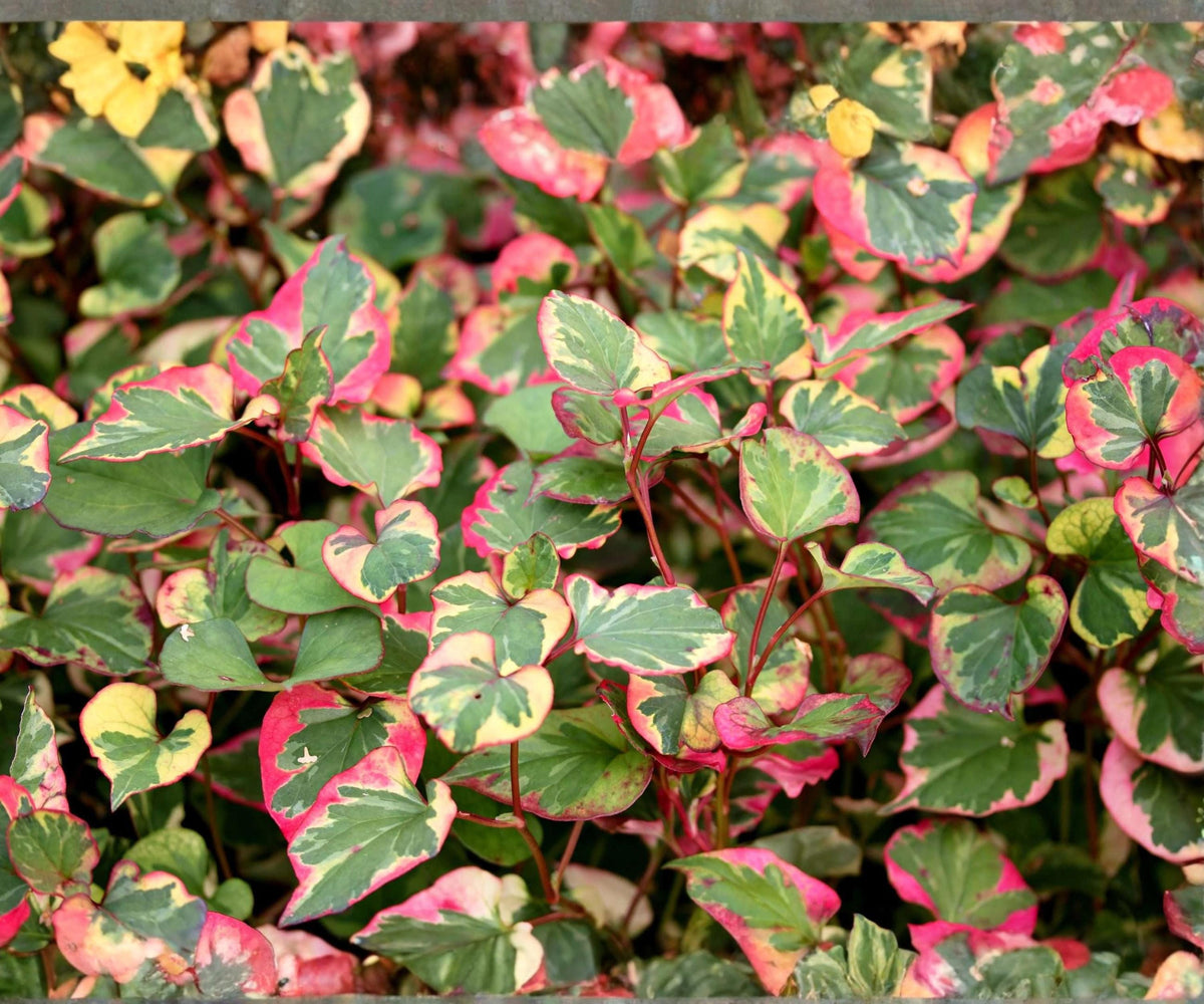 Chameleon Plant – Houttuynia cordata Variegata Live Pond Marginal & Bog Groundcover