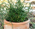 Live Corkscrew Rush Pond Plant – Juncus Spiralis Hardy Aquatic Marginal Bog
