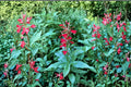 100 Seeds Cardinal Flower Lobelia cardinalis