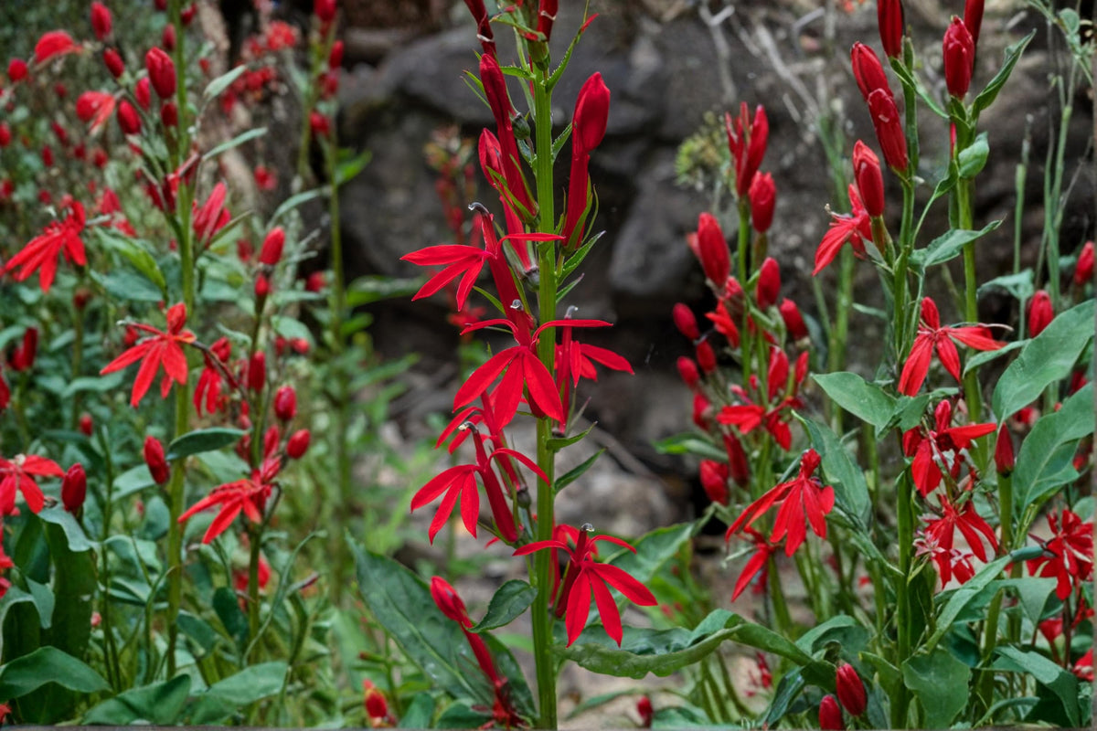 100 Seeds Cardinal Flower Lobelia cardinalis Wildflower Perennial