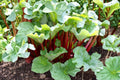 10 Seeds Rhubarb Victoria Rheum rhabarbarum Heirloom Vegetable Cold Hardy Perennial