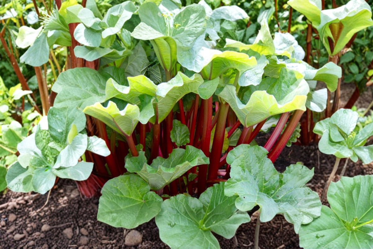 10 Seeds Rhubarb Victoria Rheum rhabarbarum Heirloom Vegetable Cold Hardy Perennial