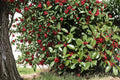 10 Seeds American Holly Ilex opaca Evergreen Ornamental Tree