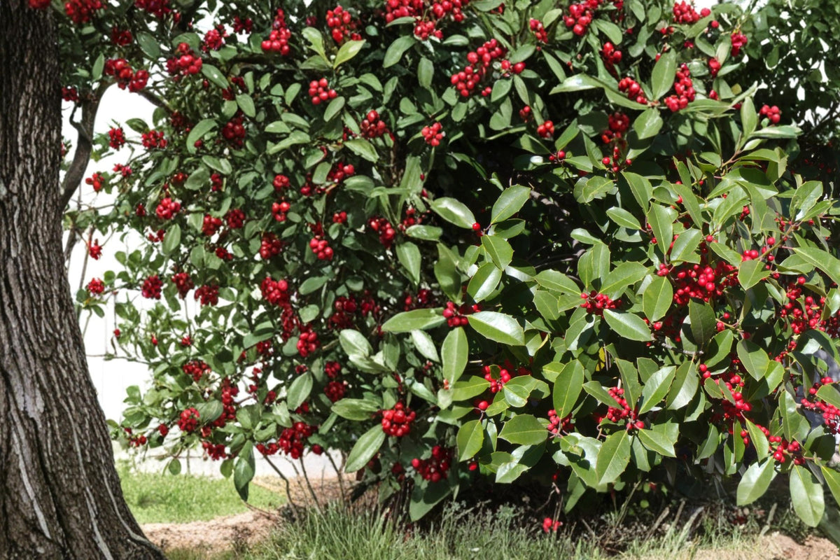10 Seeds American Holly Ilex opaca Evergreen Ornamental Tree
