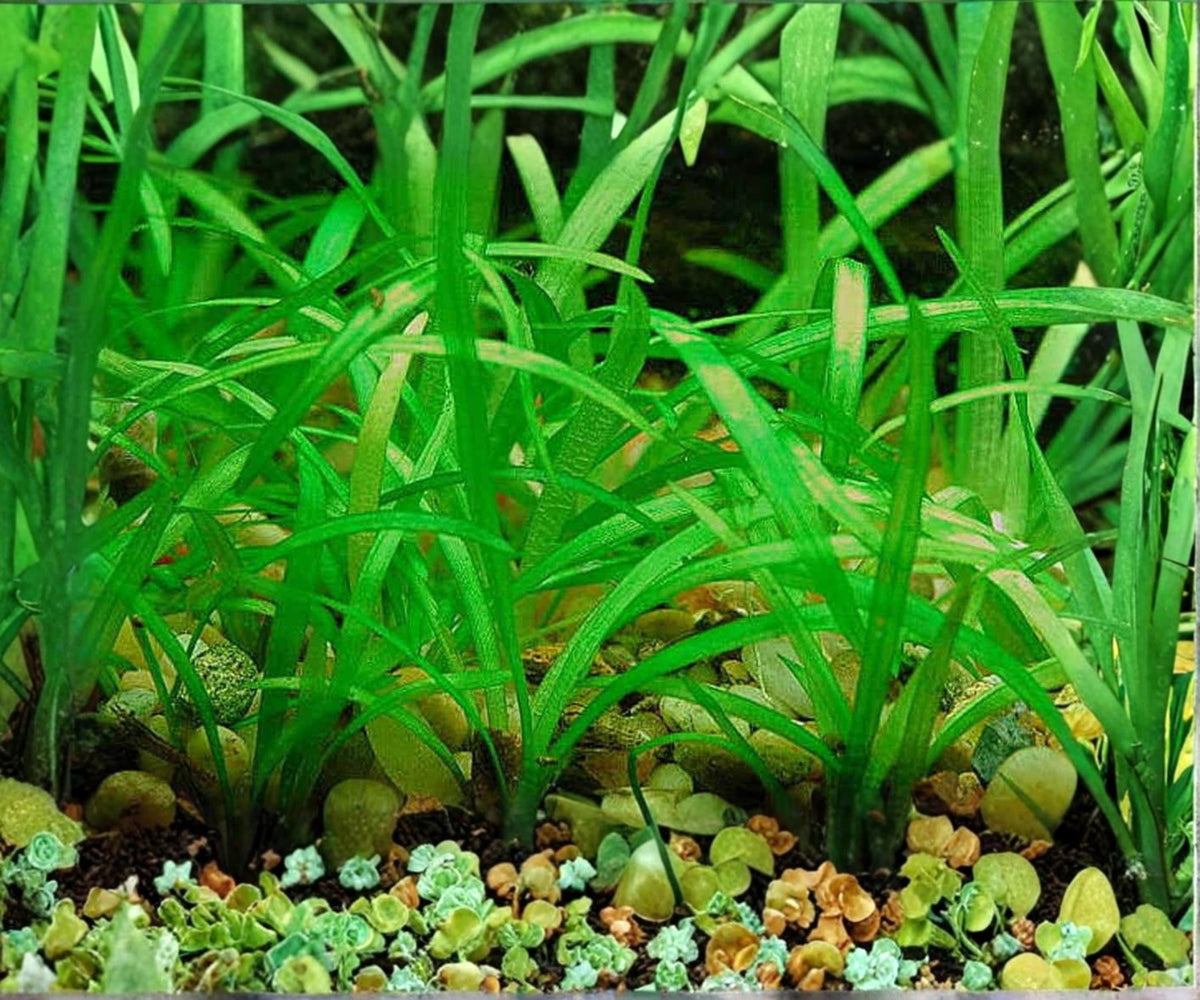 Dwarf Sagittaria Subulata Live Aquarium Plant 2 Pack – Easy Freshwater Foreground Carpet
