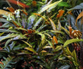 Cryptocoryne Wendtii Red Live Aquarium Plant Potted Freshwater Easy Low Light Aquascape