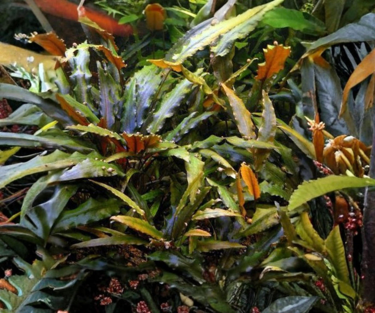 Cryptocoryne Wendtii Red Live Aquarium Plant Potted Freshwater Easy Low Light Aquascape